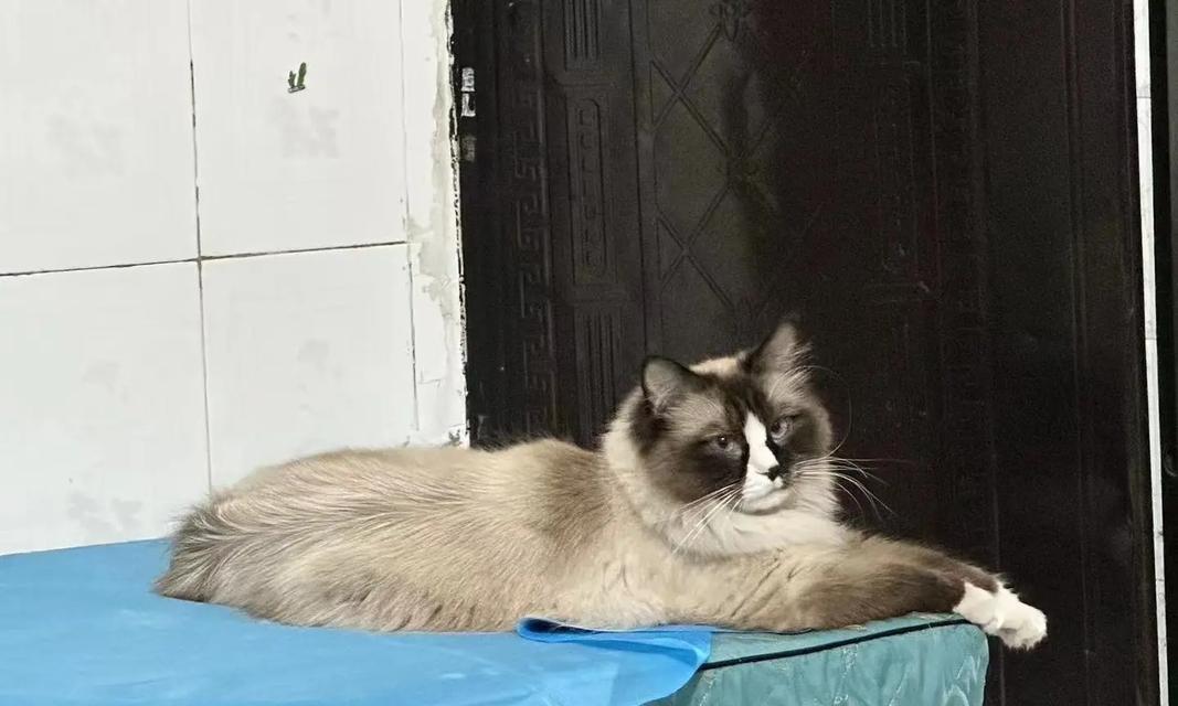 《LOL寻猫虞姬出装顺序攻略》（逐一分析寻猫虞姬的出装顺序，助你在游戏中发挥最佳实力）-第1张图片-游技攻略库