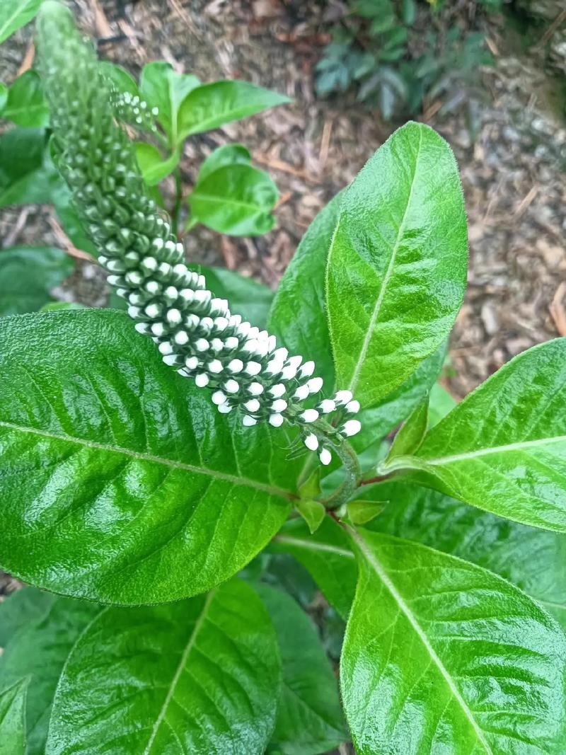 珠江三角洲生物生态